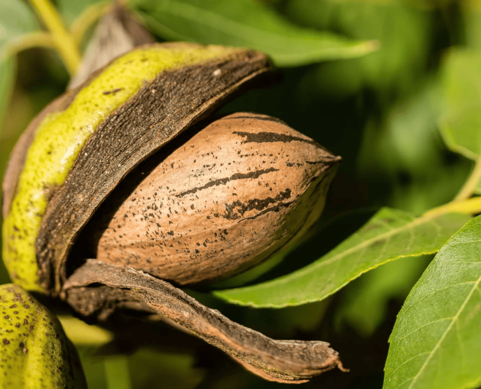 pecan nut