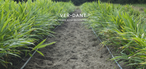 Verdant Header