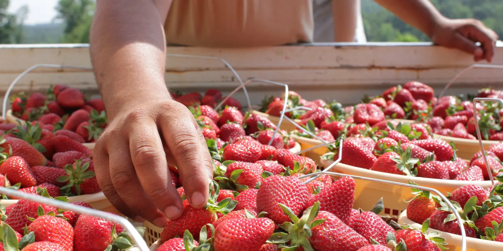 Person's hand picking a strawberry from among buckets filled with berries