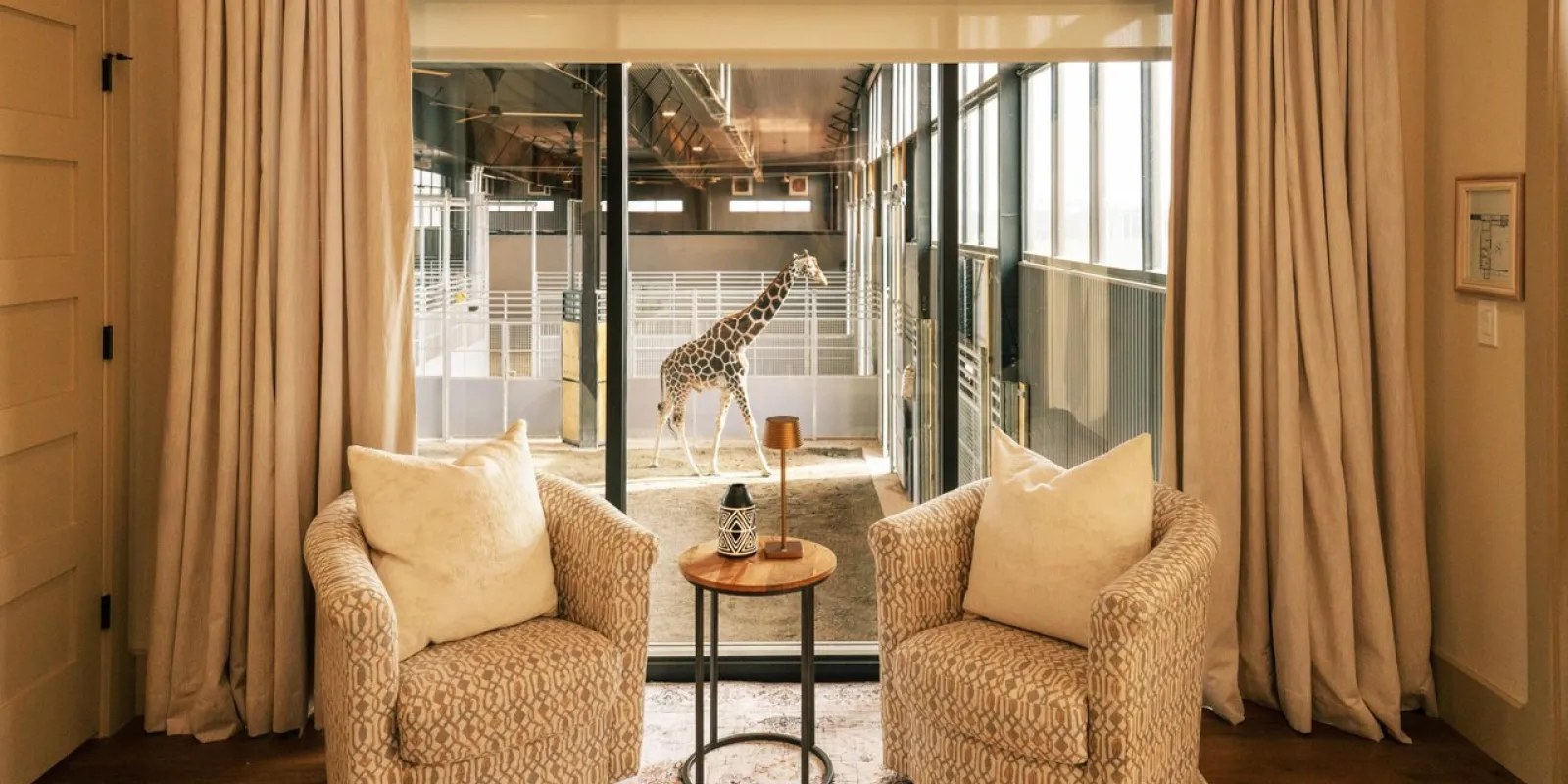A giraffe seen through a hotel window