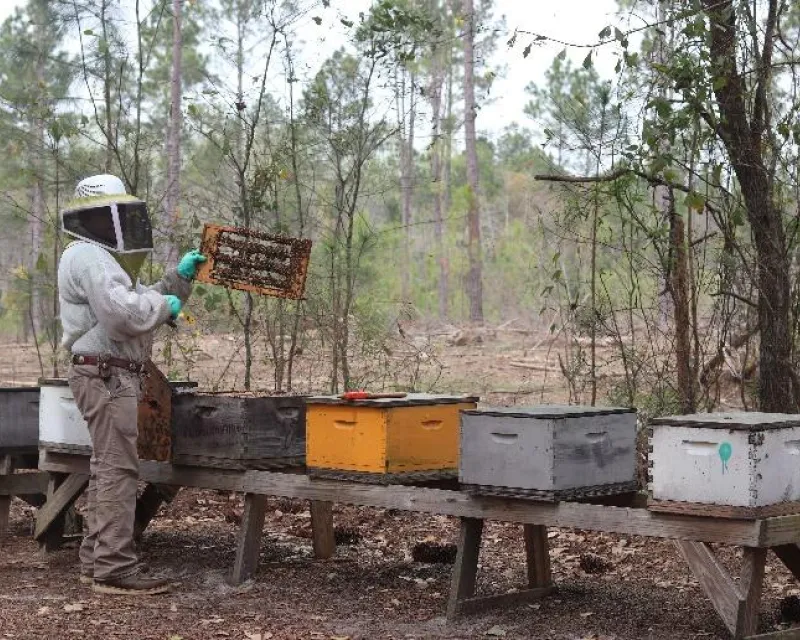 Beekeeper with hives