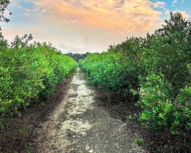 Woodpecker Trail