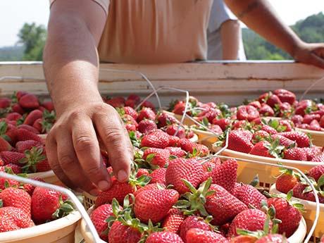 Food Product Innovation hand reaches in big barrel of strawberries