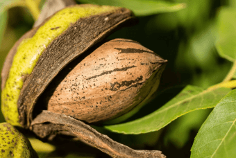 pecan nut