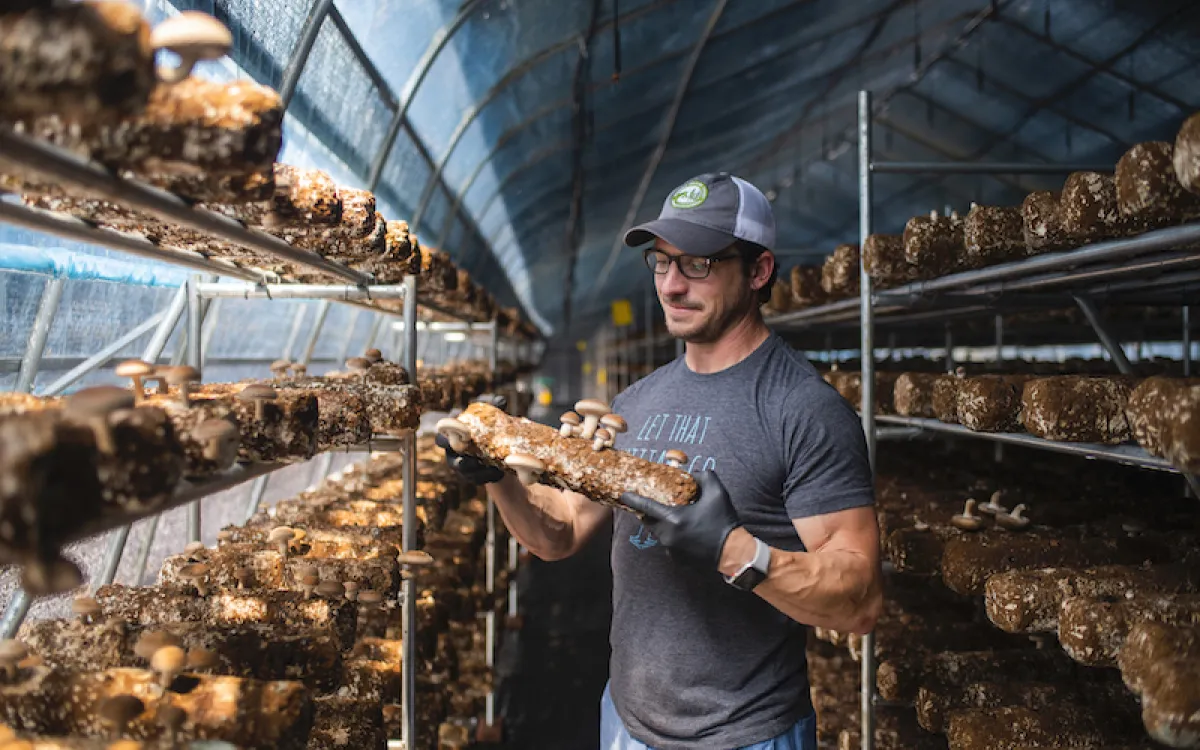 A mushroom farm in Ellijay