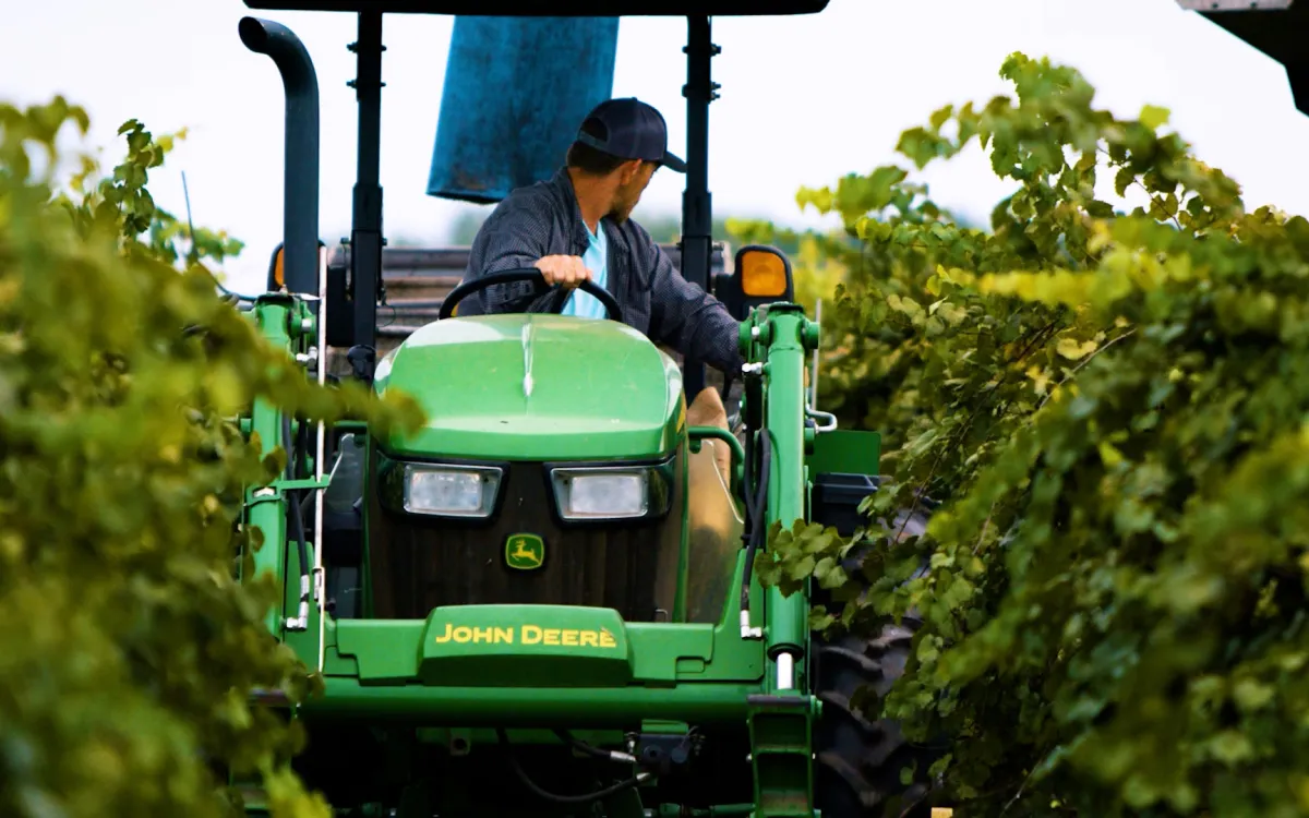 Worker drives John Deere equipment in between muscadine vines