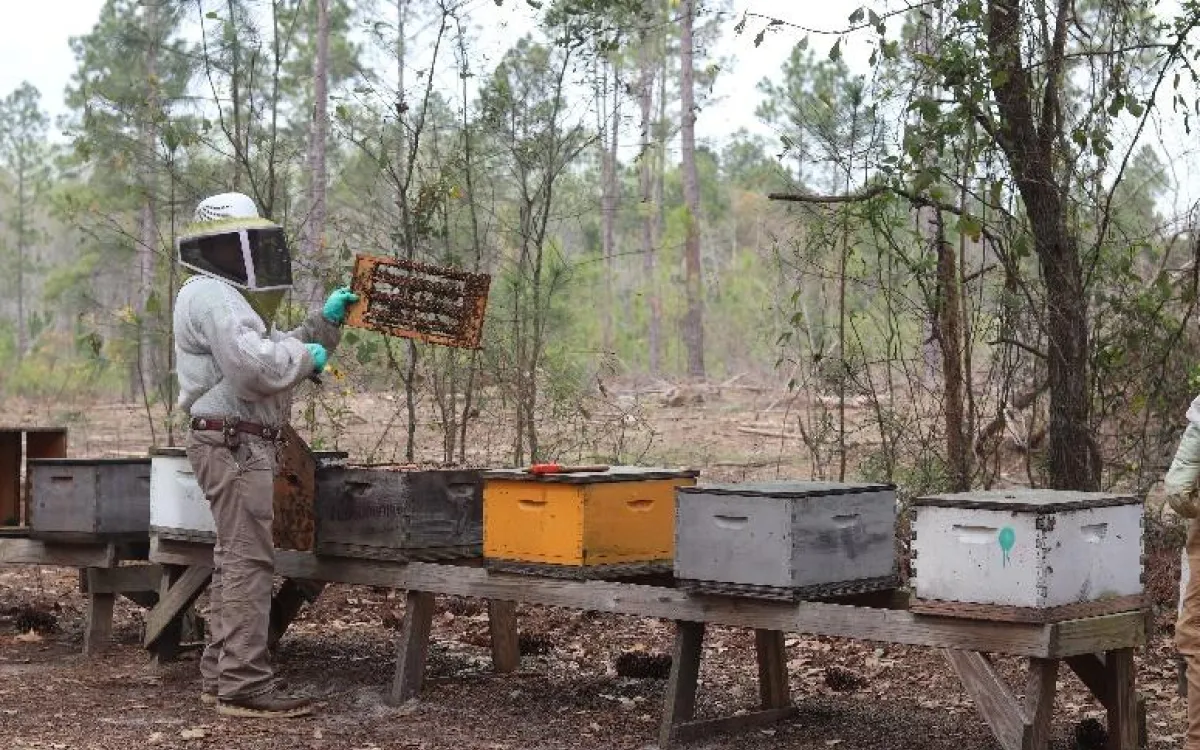 Beekeeper with hives