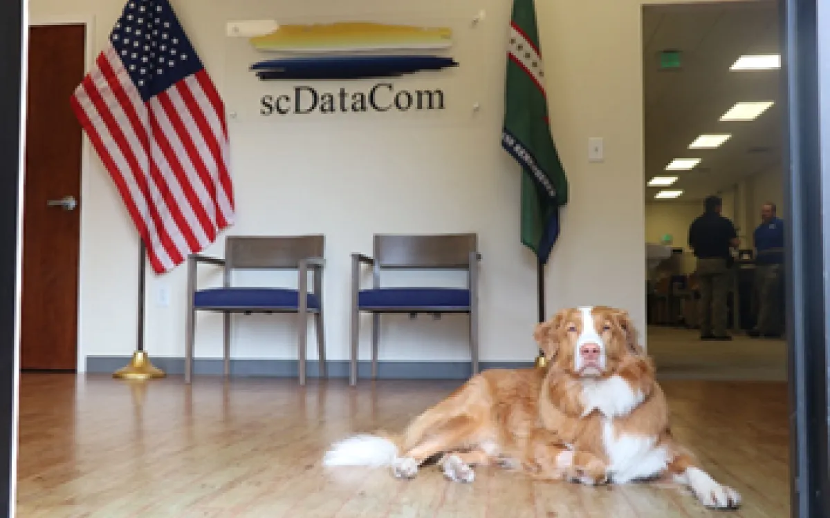 Dog Infront of scDataCom