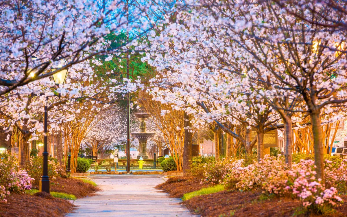 Cherry trees in bloom lining a path in Macon, Georgia