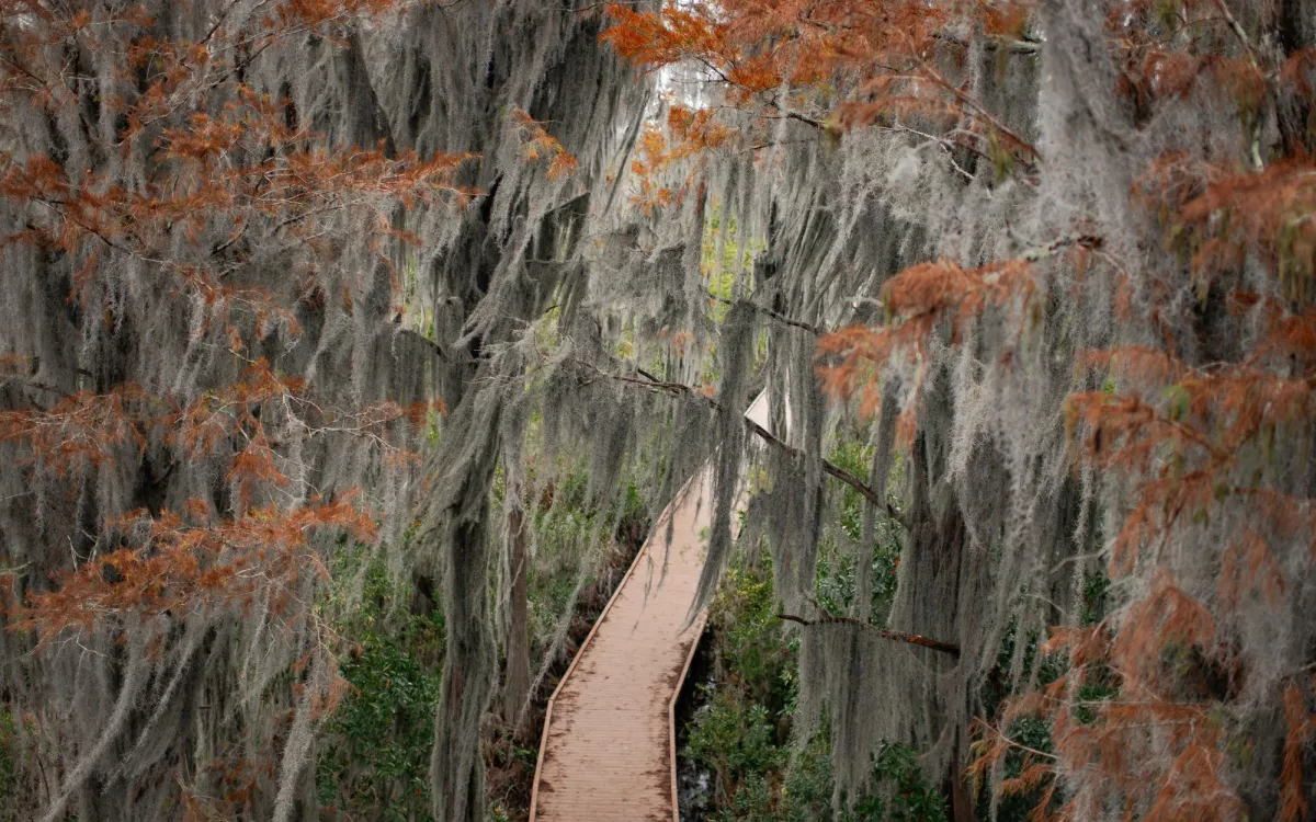 Chesser Island Boardwalk in Okefenokee National Wildlife Refuge in Folkston, Georgia