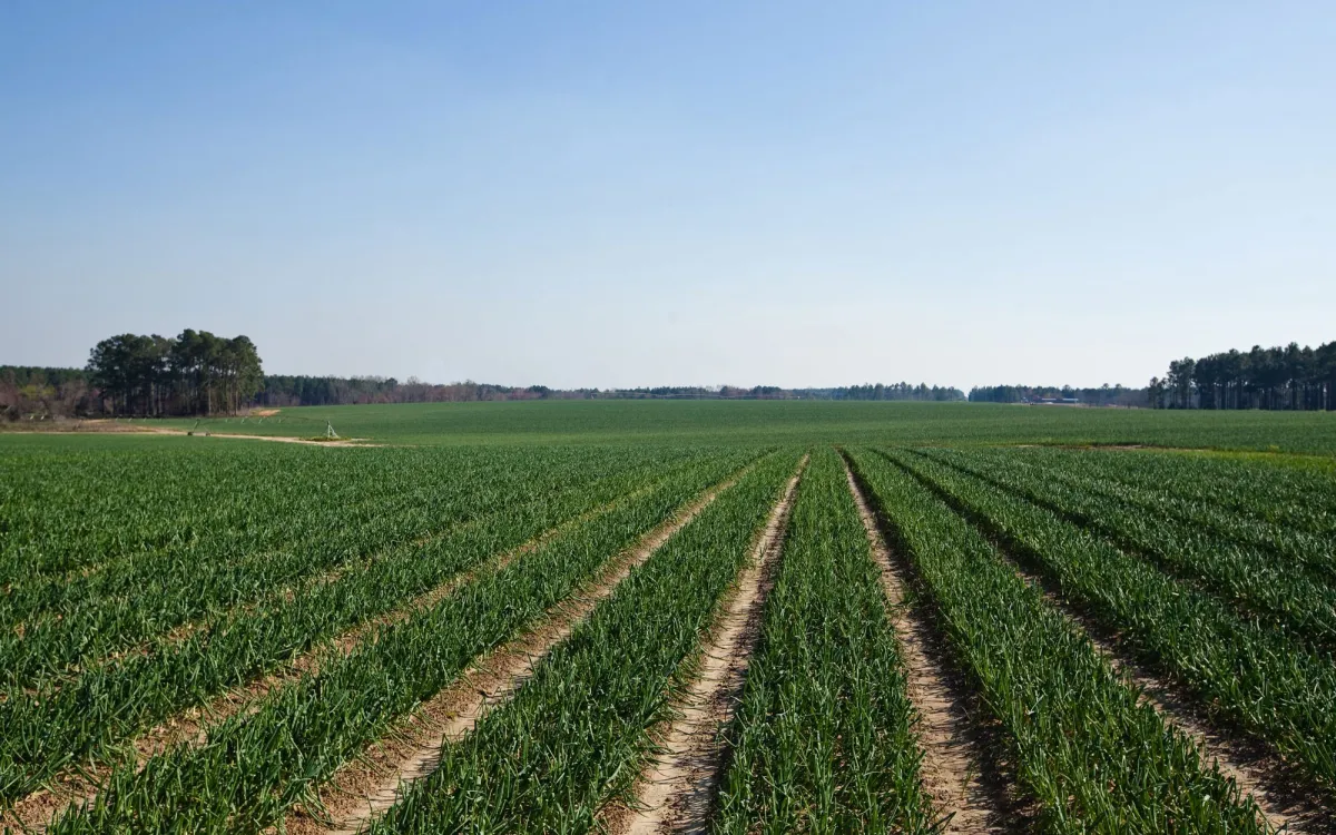 Onion field in Vidalia, Georgia