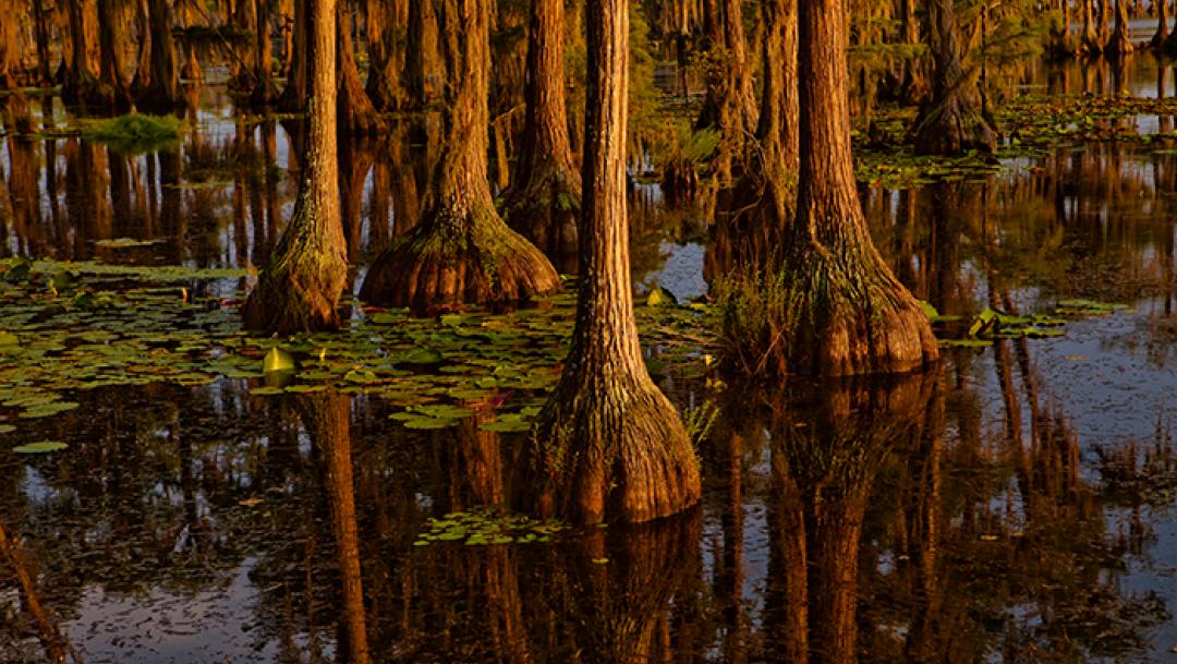 Trees reflect in the water in Banks Lake surrounded by lilly pads