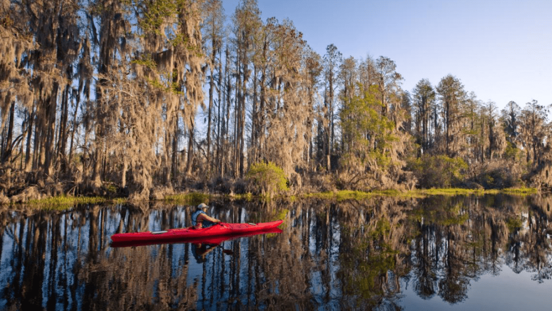 Kayaking Okefenokee Swamp
