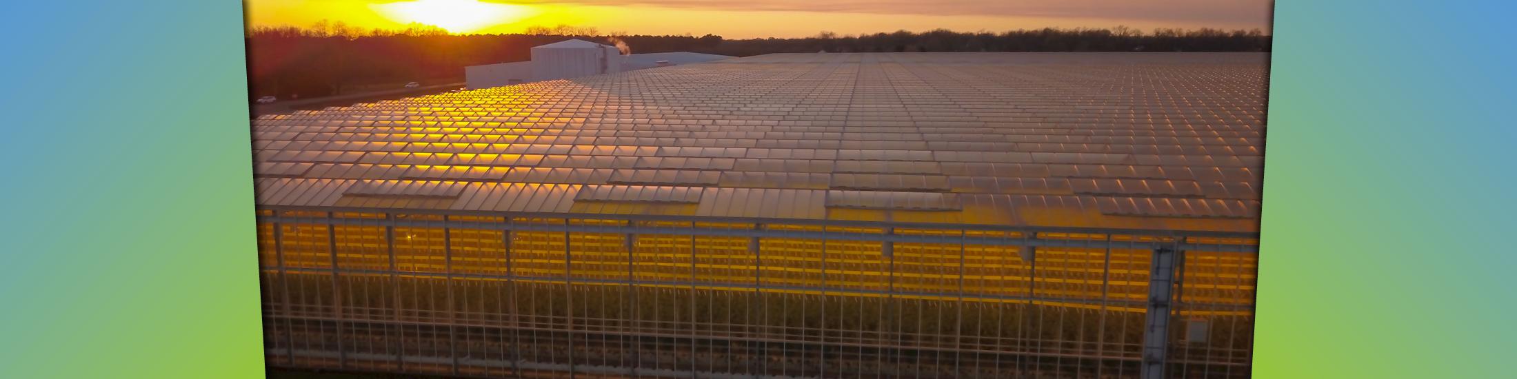A field of Georgia solar panels catches the last rays of lights as the sun begins to sink below the tree line.