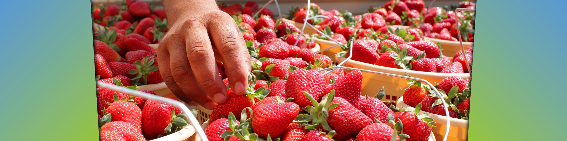 Food Product Innovation Center at the University of Georgia growing fruits and vegetables such as strawberries shown.