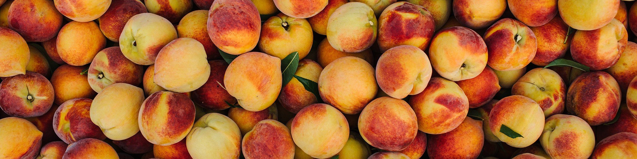 images of peaches from pearson farm