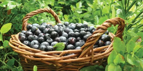 Blueberry farming