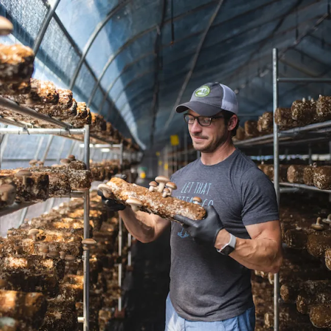 Ellijay Mushrooms