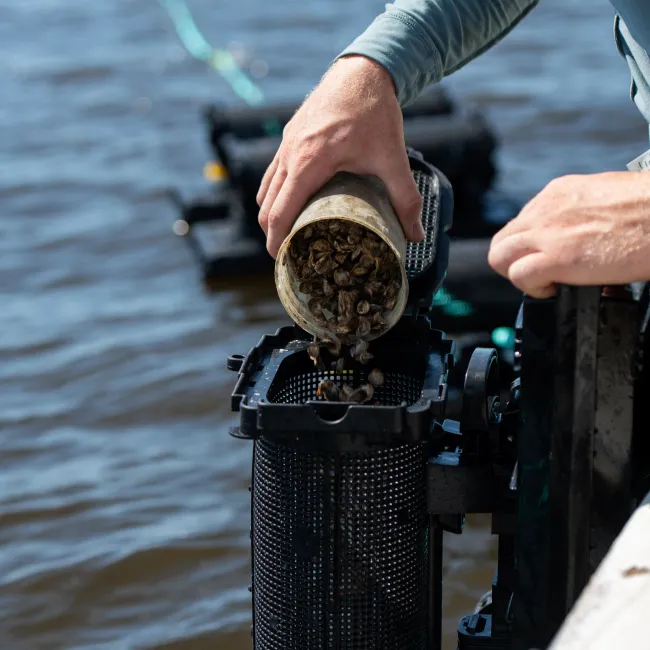 Shellbluff Clams harvesting clams in Georgia.