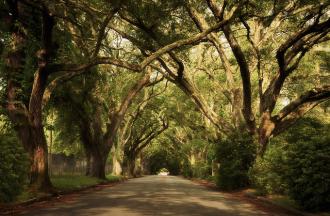 Large trees grow over a walking path in Georgia