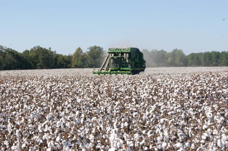 Tractor in a cotton field
