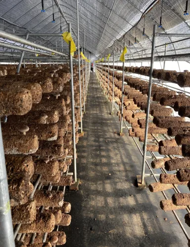 Ellijay Mushrooms