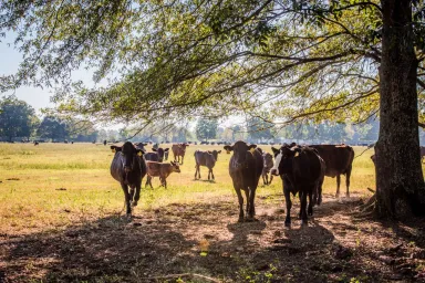 Cows in a Pasture