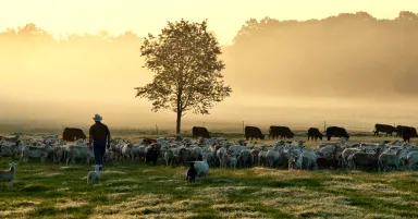 Cattle on a farm