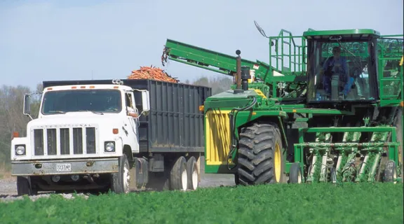 Trucks harvesting crops in a field