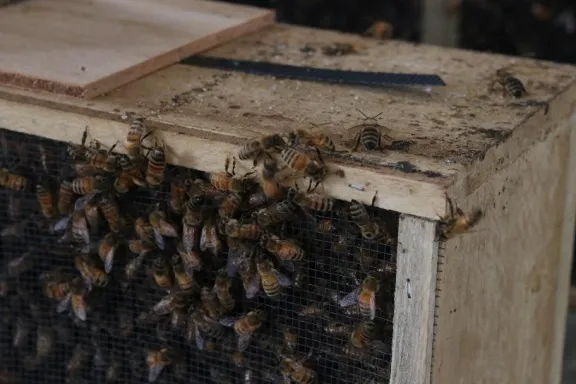 Bees on a hive